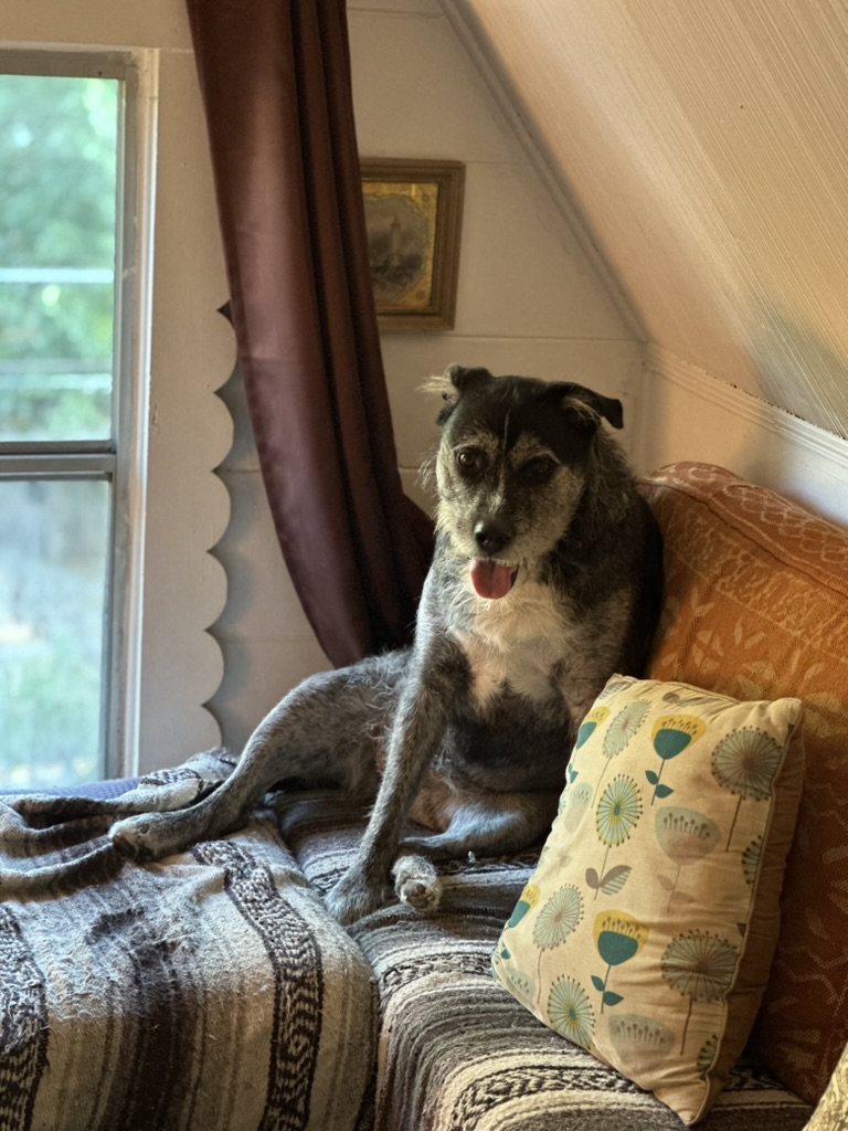 A dog relaxing on a couch by a window